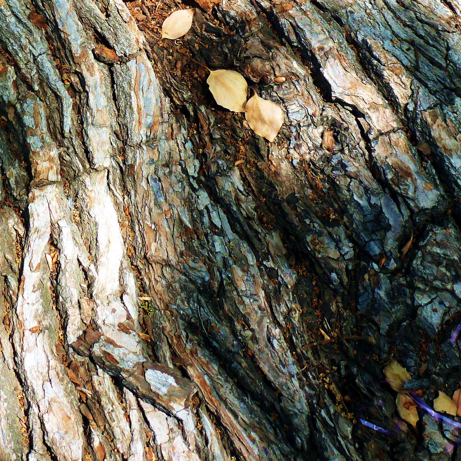 Glimpses of South Pasadena Camphor Tree macro