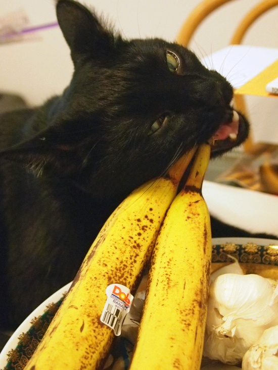 The Jungle Store 5 Pictures Of Cats Chewing On Things