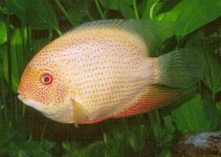 severum cichlid colors severum cichlid colors