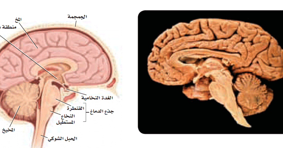 تقوم الخلايا العصبية ذات الأغماد الميلينية بنقل الألم الشديد والذي ينتقل فيها السيال العصبي عن طريق القفز بين العقد التي تفصل بين الأغماد الميلينية