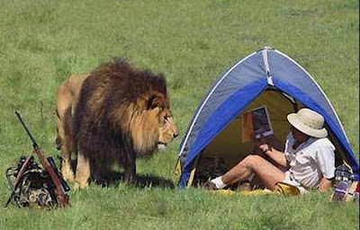 Lazy lion king? Remote sensing sheds light on lion male hunting