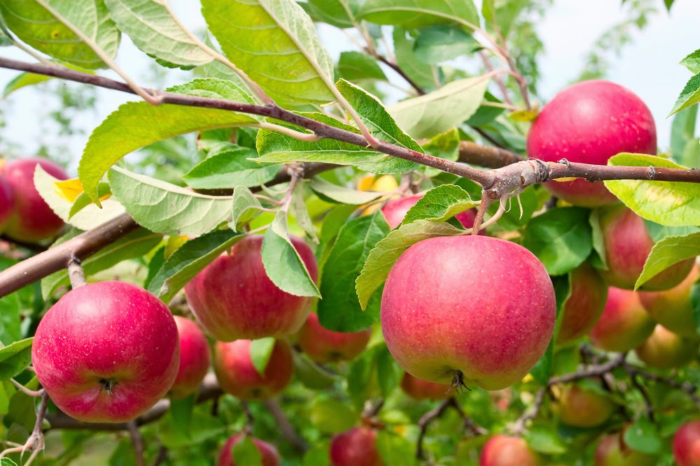 fuji apples