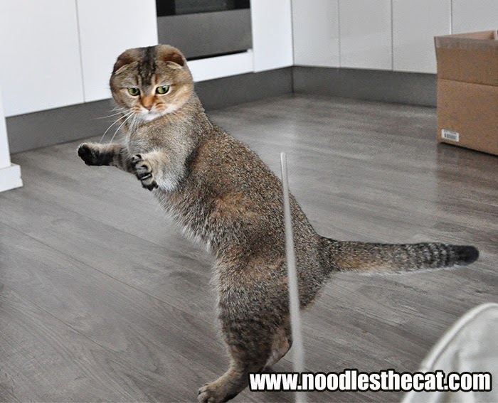 I IZ NOODLES THE CAT 10 fun facts about Noodles!