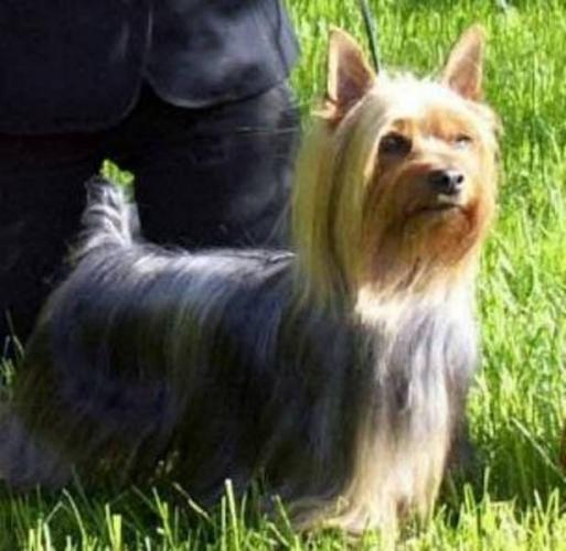 silky terrier puppies pics of silky terriers haircuts hairstylegalleries silky terrier puppies pics of silky terriers haircuts hairstylegalleries