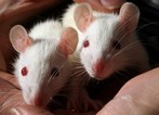 Laboratory rats - do they believe to train the researchers? Laboratory rats - do they believe to train the researchers?