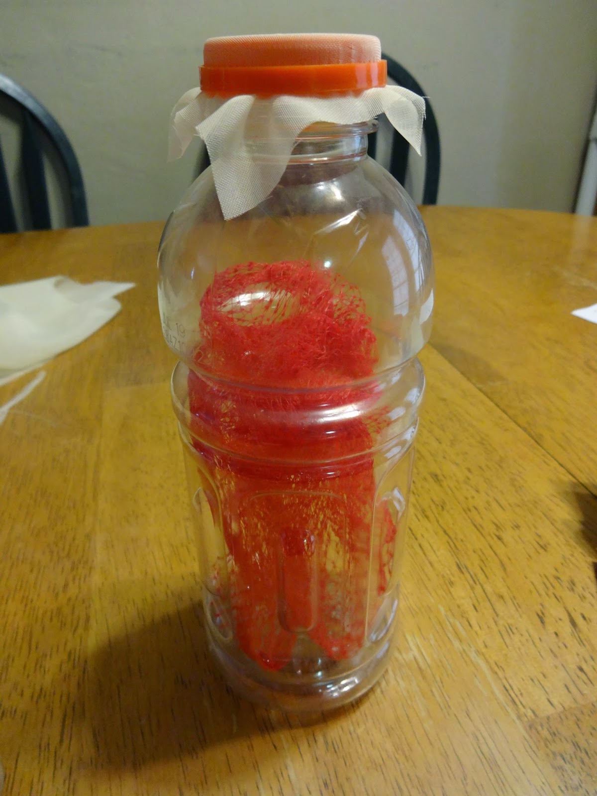 My Mantis Hobby Simple Drosophila (fruit fly) containers using