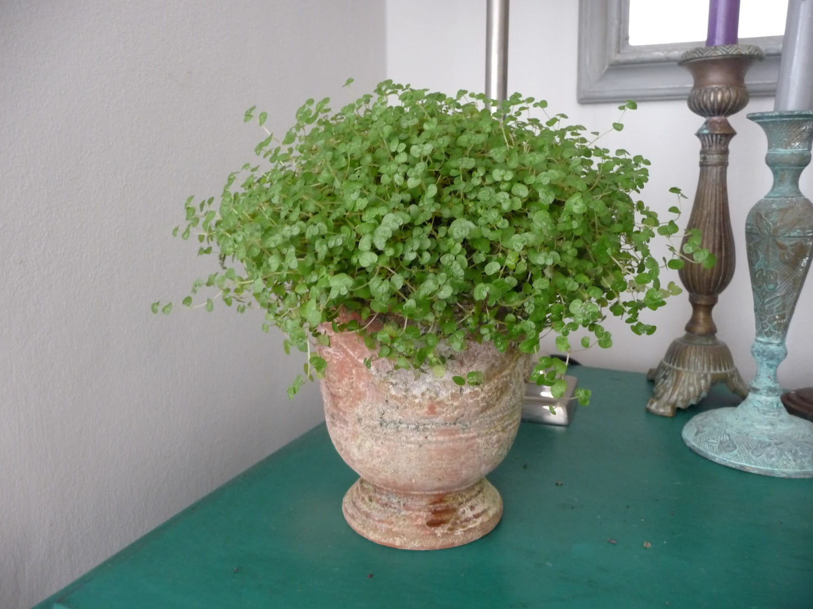 Small House Plants