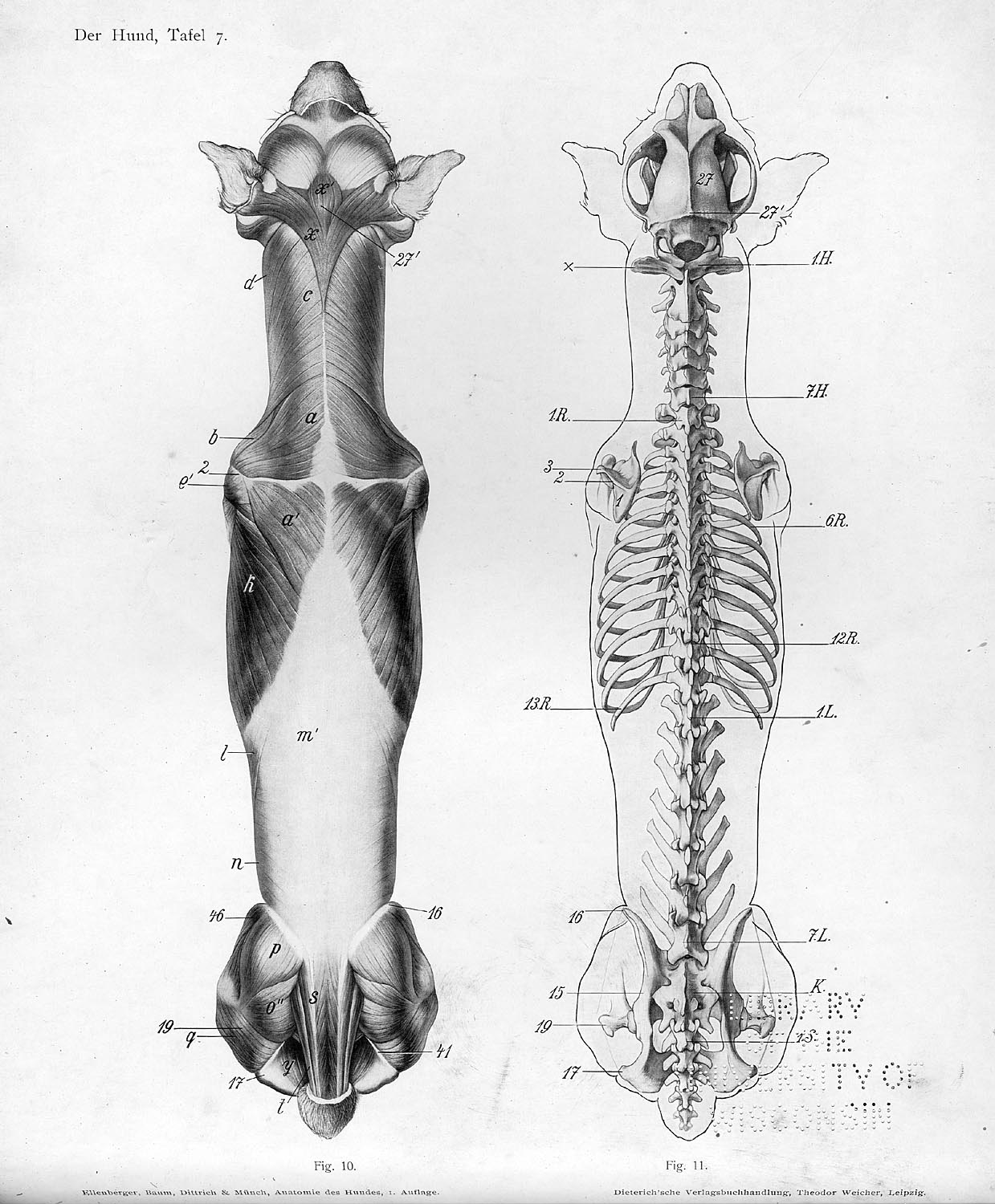 Berger Belge & Amis: STANDARD