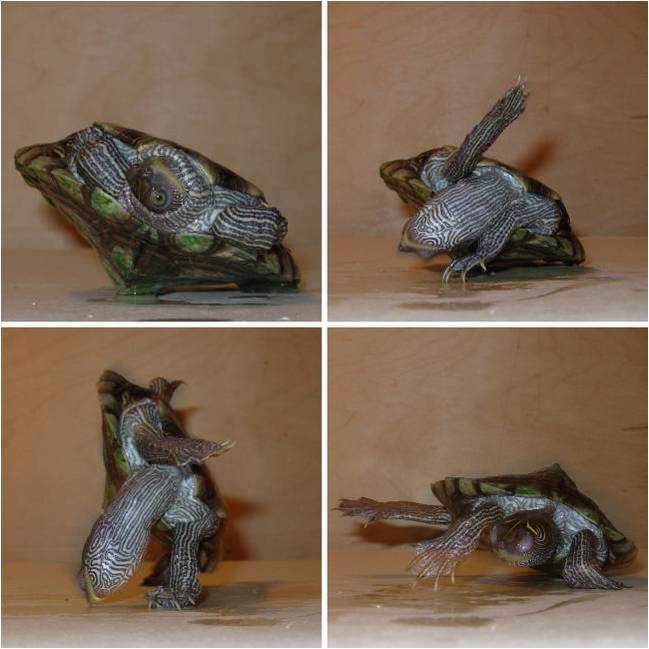 The Laughing Mathematician Egg shells to turtle shells.