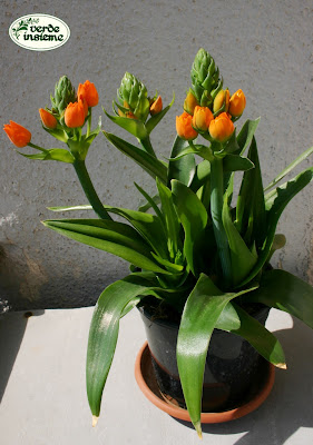Ornithogalus+dubium+in+vaso.JPG