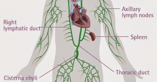 Pengobatan Limfoma Non Hodgkin Herbal Selain Operasi ~ Cara Pemesanan Ace Maxs