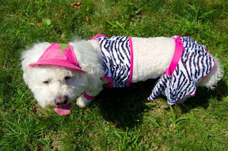 Funny Cats And Dogs Wearing Bikinis