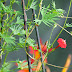 Plantas trepadoras