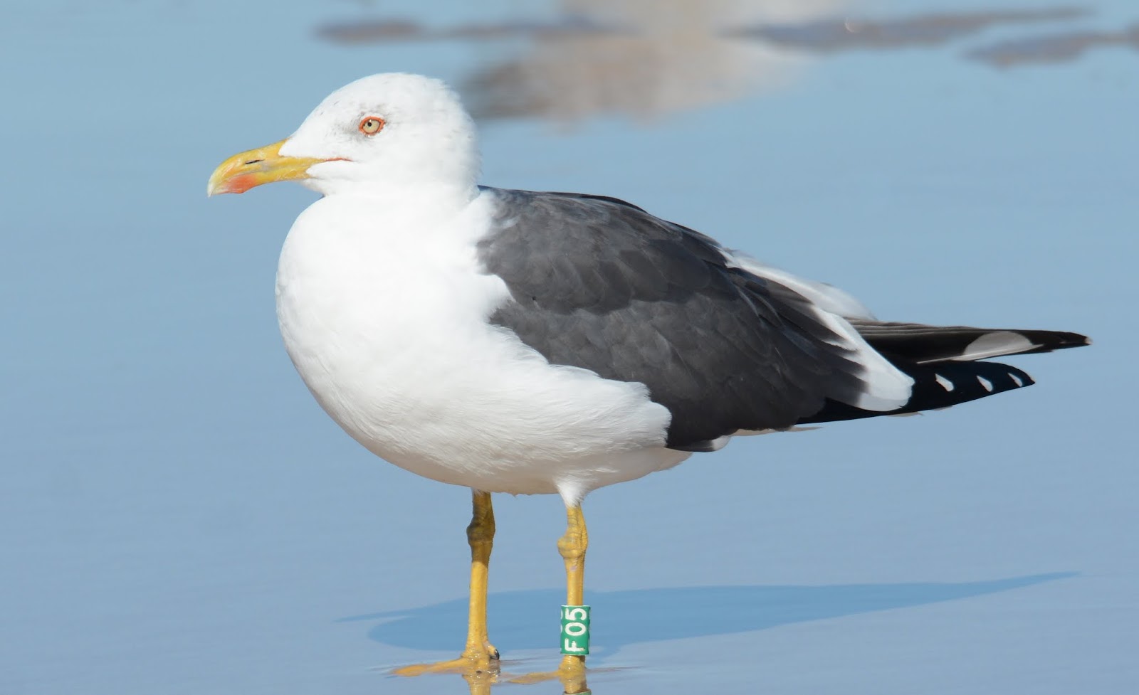 Anything Larus Appledore Gulls Herring x Lesser Blackbacked Hybrids