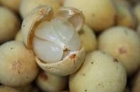 Khasiat Buah Duku Langsat Khasiat Buah Duku Langsat