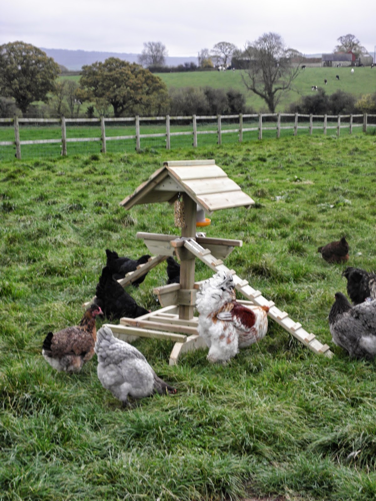 Flyte so Fancy Chicken Jungle Gym Poultry Activity Centre