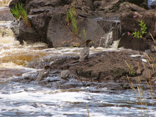 common mergansers