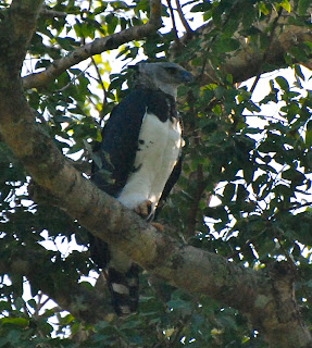 Harpy Eagle Male