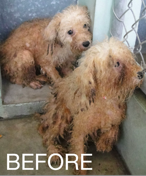puppy mills in florida bark clark puppy mill rescue in florida puppy mills in florida bark clark puppy mill rescue in florida