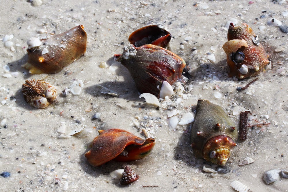 Shoreline Ramblings Shelling on the Florida Gulf Coast in January