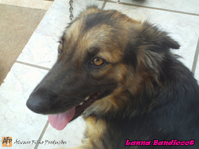 Lanna Bandicoot Atualmente. (1 Ano)
