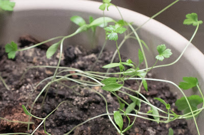 leggy parsley seedlings
