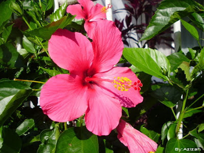 Leaf hibiscus (Hibiscus rosa sinensis)