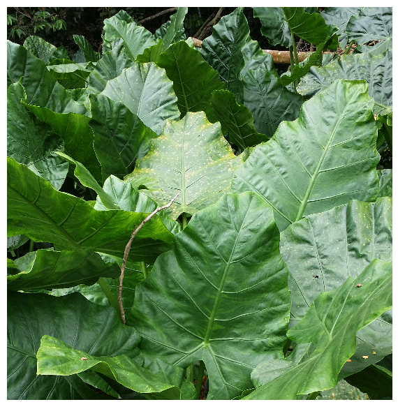 urban farming for food fruits and vegetables bukit brown urban farming for food fruits and vegetables bukit brown