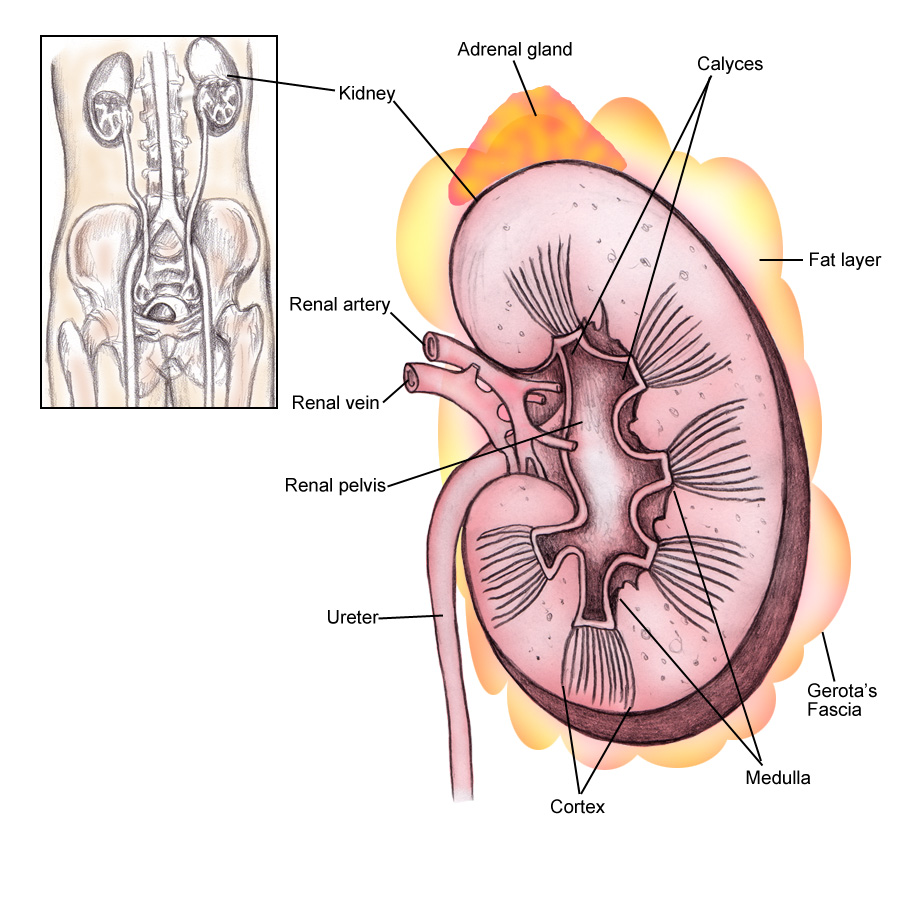 kdney anatomy blogger uni doctors