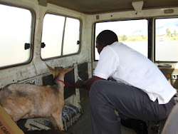 Goat in an ambulance