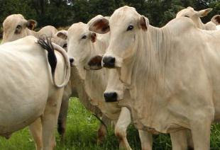 sapi contoh sapi sehat