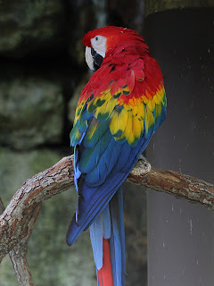Macaw + Grayscale Gradient; Mode Grain Merge; Opacity 50% Macaw + Grayscale Gradient; Mode Grain Merge; Opacity 50%