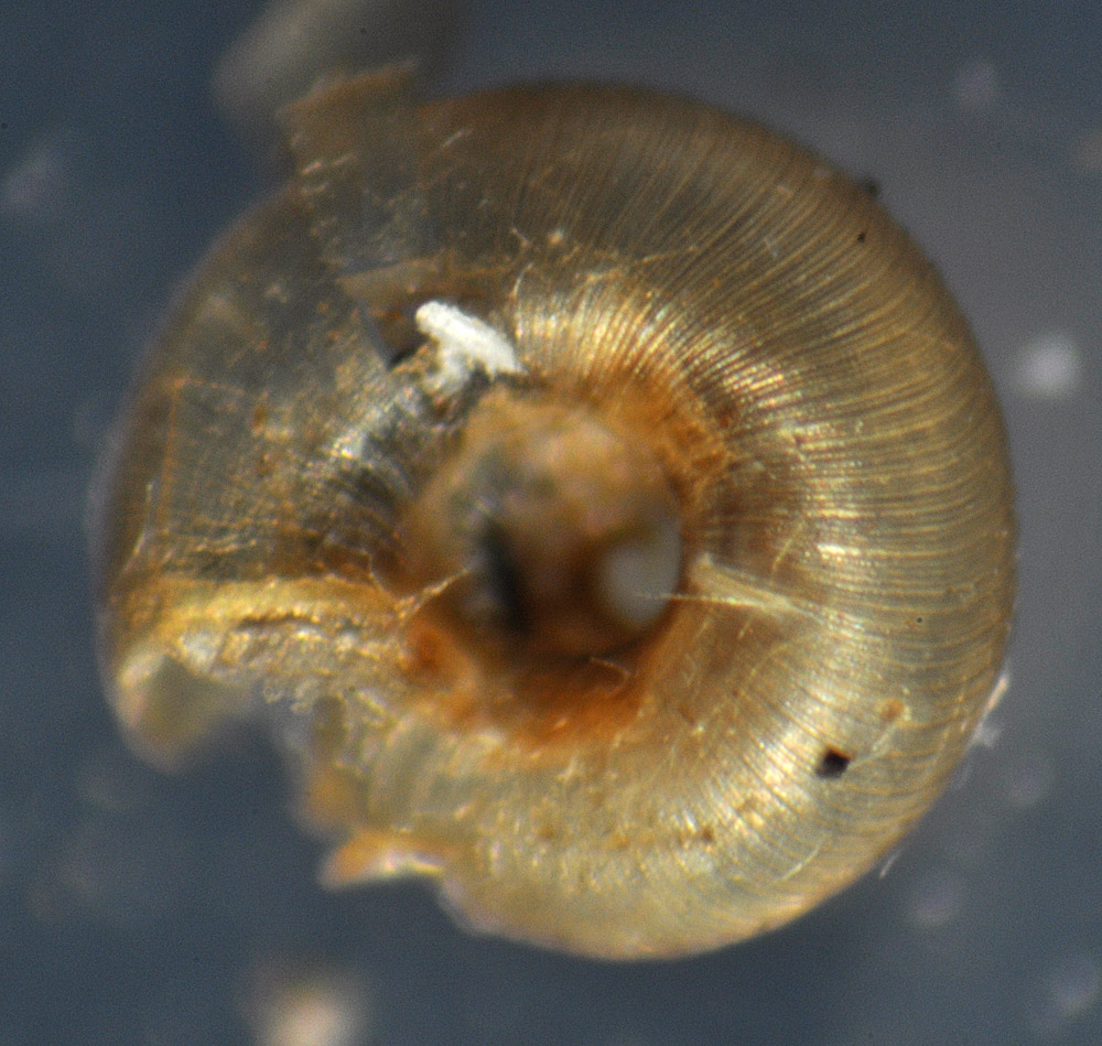 Land Snails and Slugs of Pennsylvania and New York Punctum minutissimum Small Spot