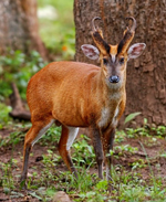 Periyar Wildlife Sanctuary