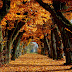 Autumn Leaves Alley Nature Wallpaper