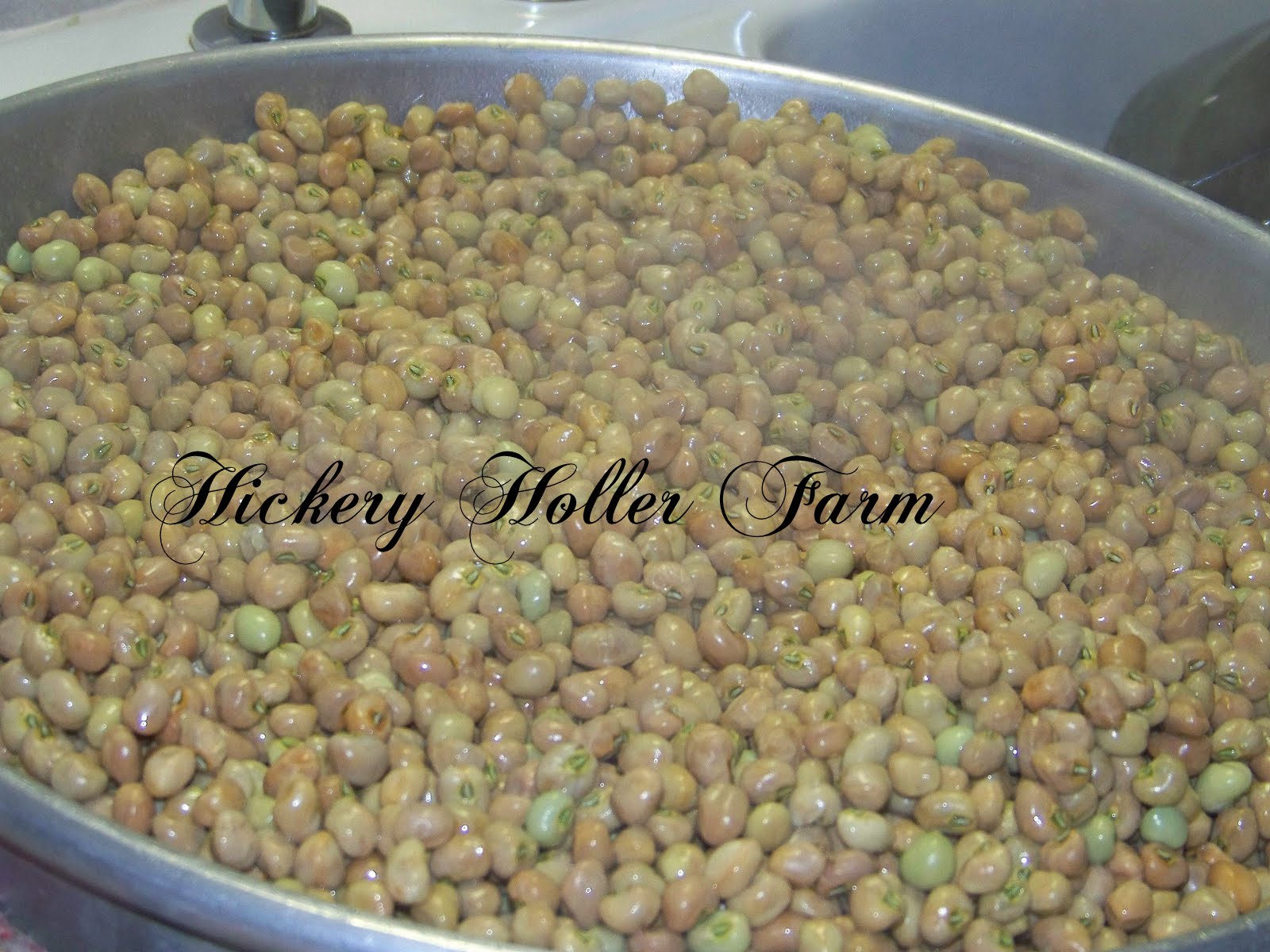 Hickery Holler Farm Canning Field Peas