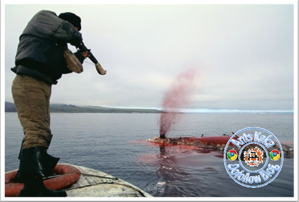 Perburuan Hewan Laut Yang Di Lindungi