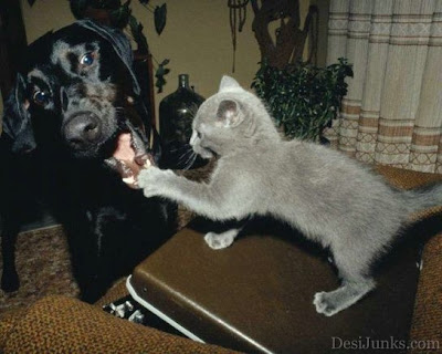 Funny Cat Pictures