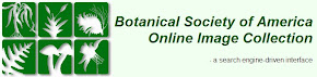 Botanical Society of America Online Image Collection