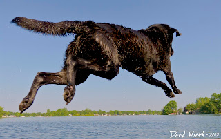 dog leaping off shore into lake to catch ball