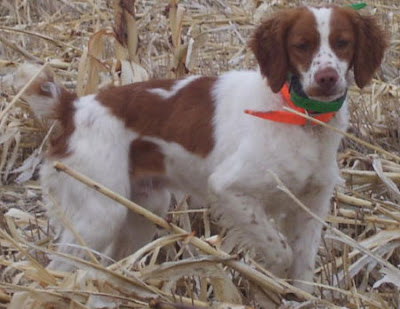 Brittany Dog Breed Photos