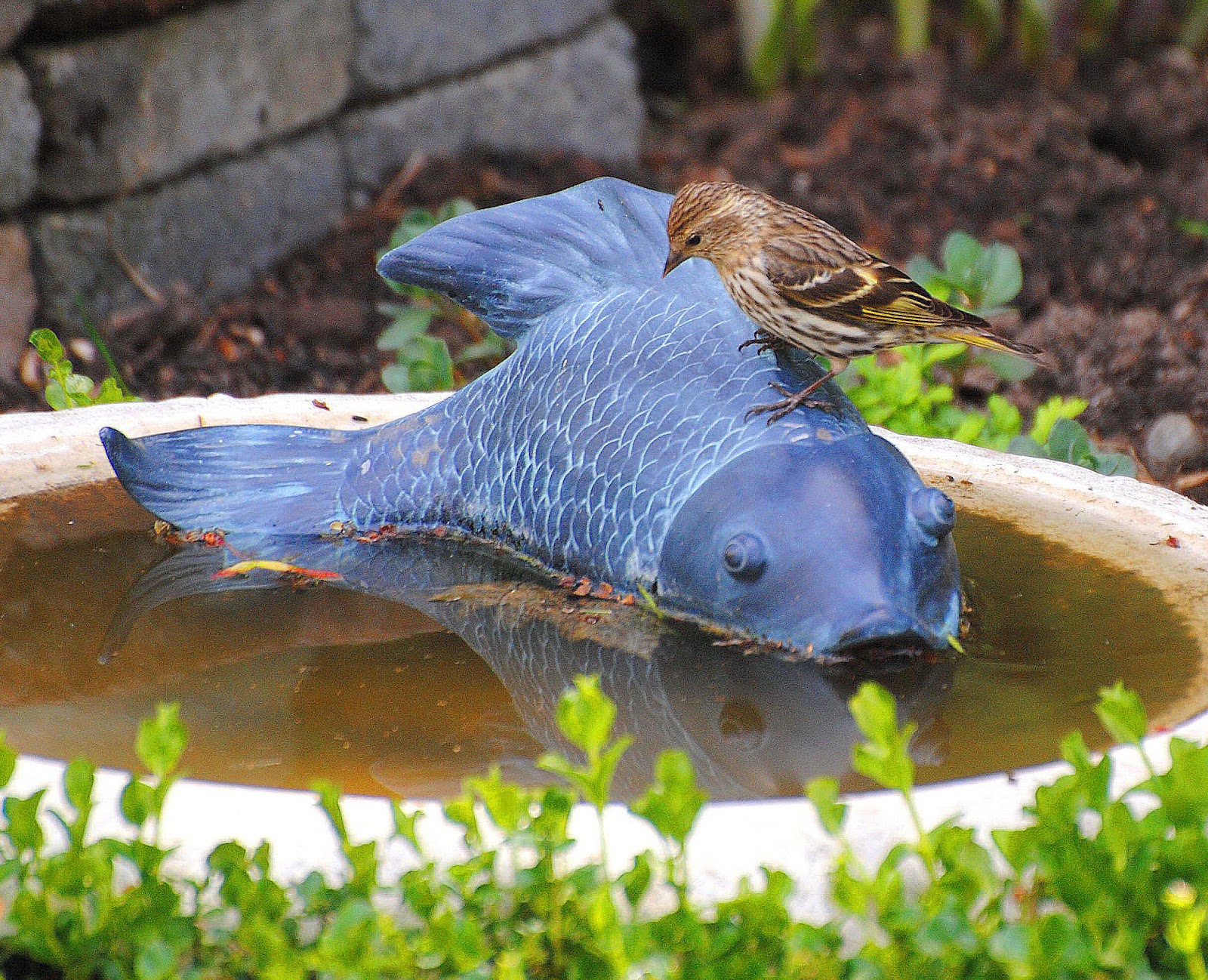 BARRY the BIRDER Birdbath or fishpond?