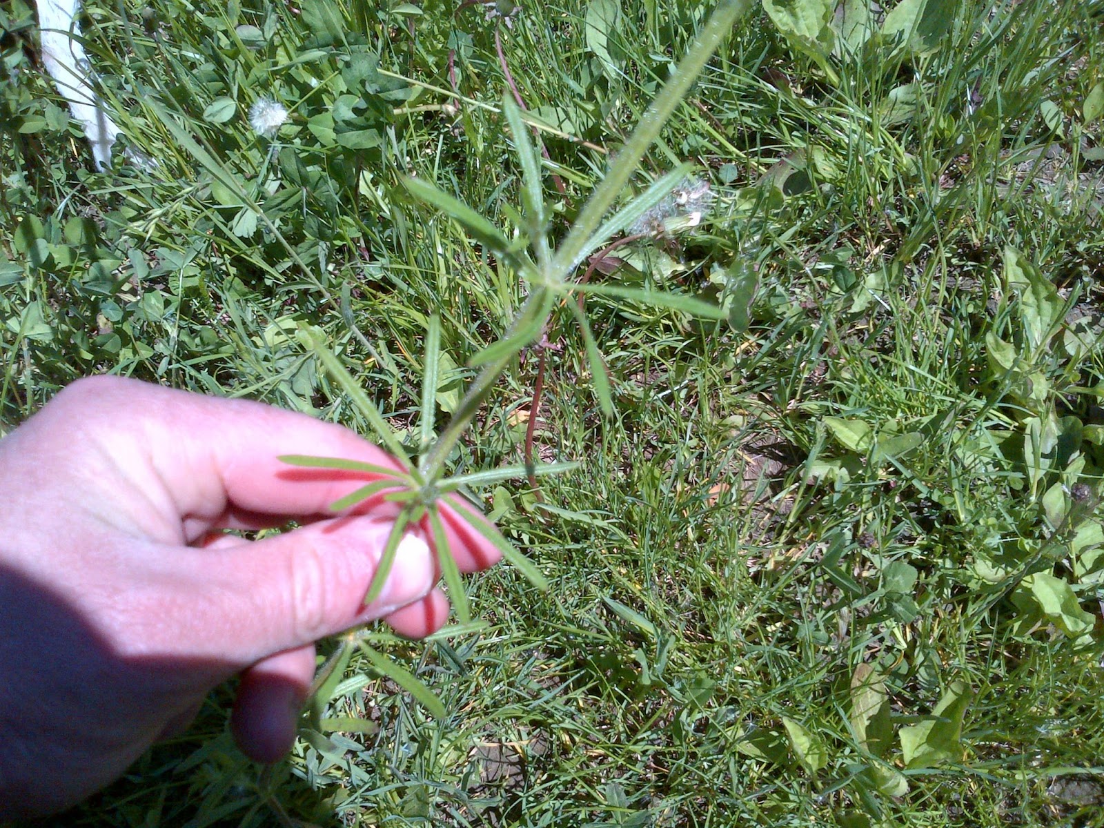 Bushcraft74 quelques plantes sauvages