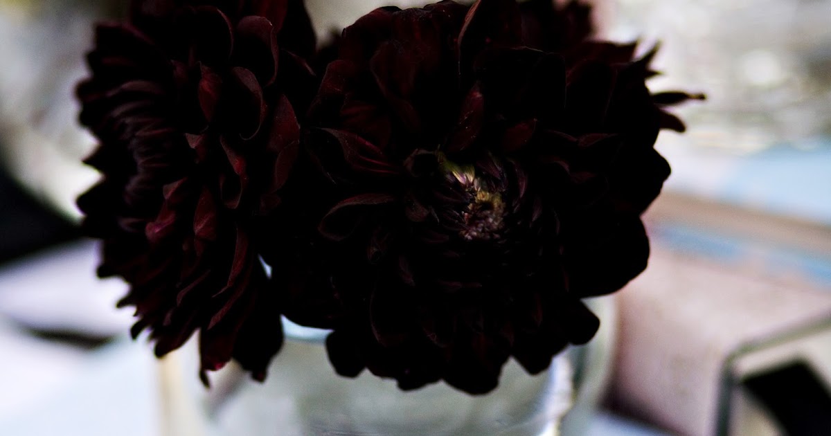 Beautiful Wallpapers Real Black Flowers images