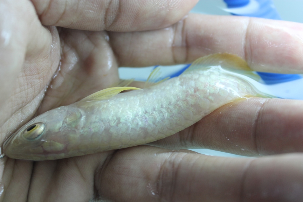AROWANA.COM: "BABY MALAYSIAN GOLDEN AROWANA"