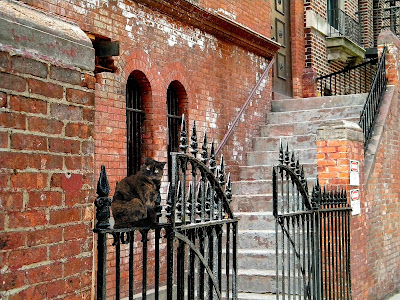 Stray Cat Strut Clip Art