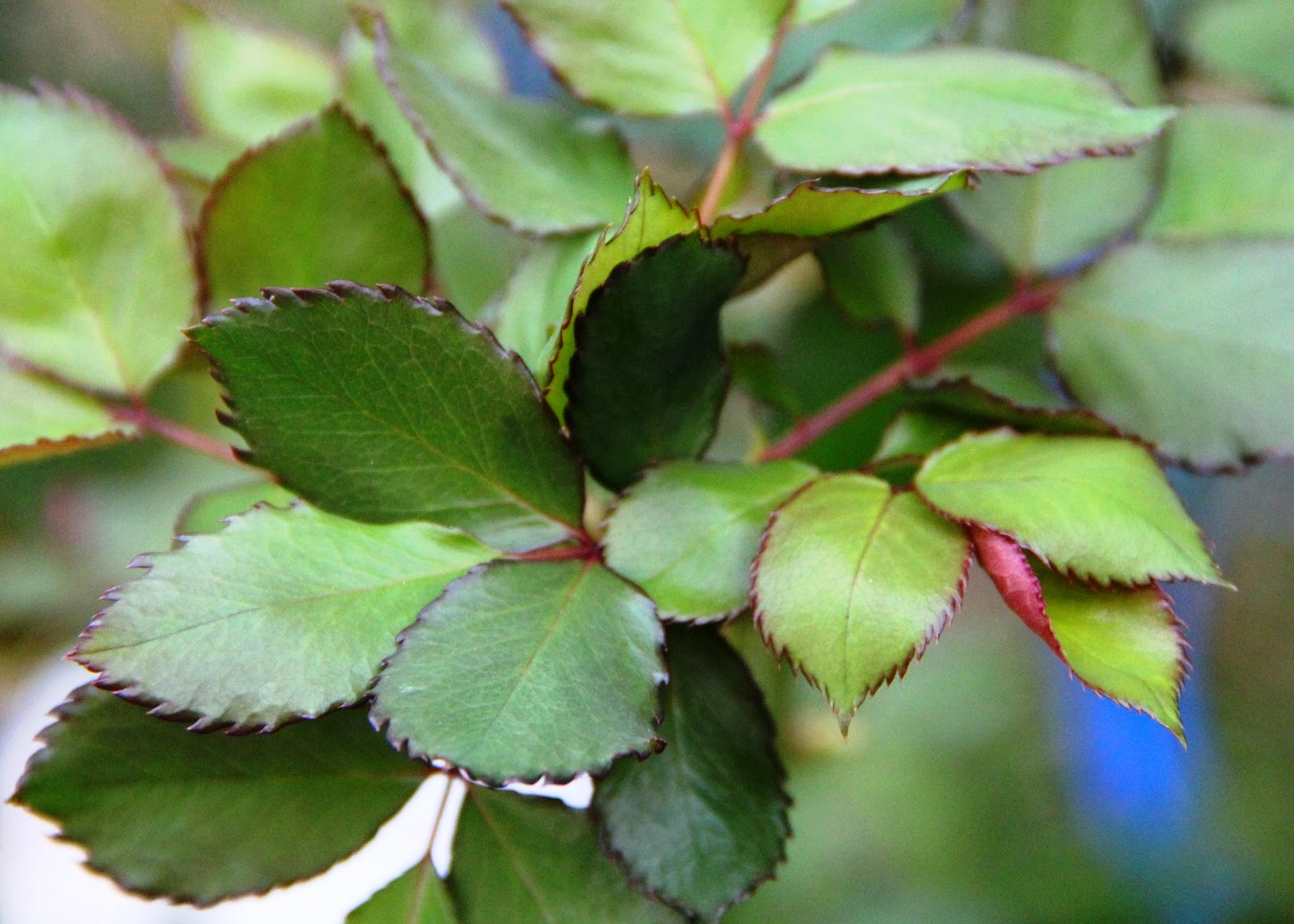 Amusing Michelle Spring in Brisbane
