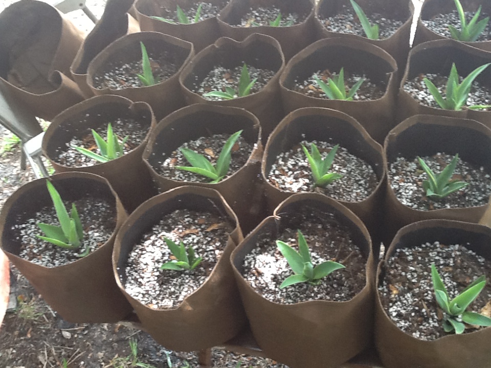 Shamrock Aquaponic Farm Potting up baby agave from the lettuce raft