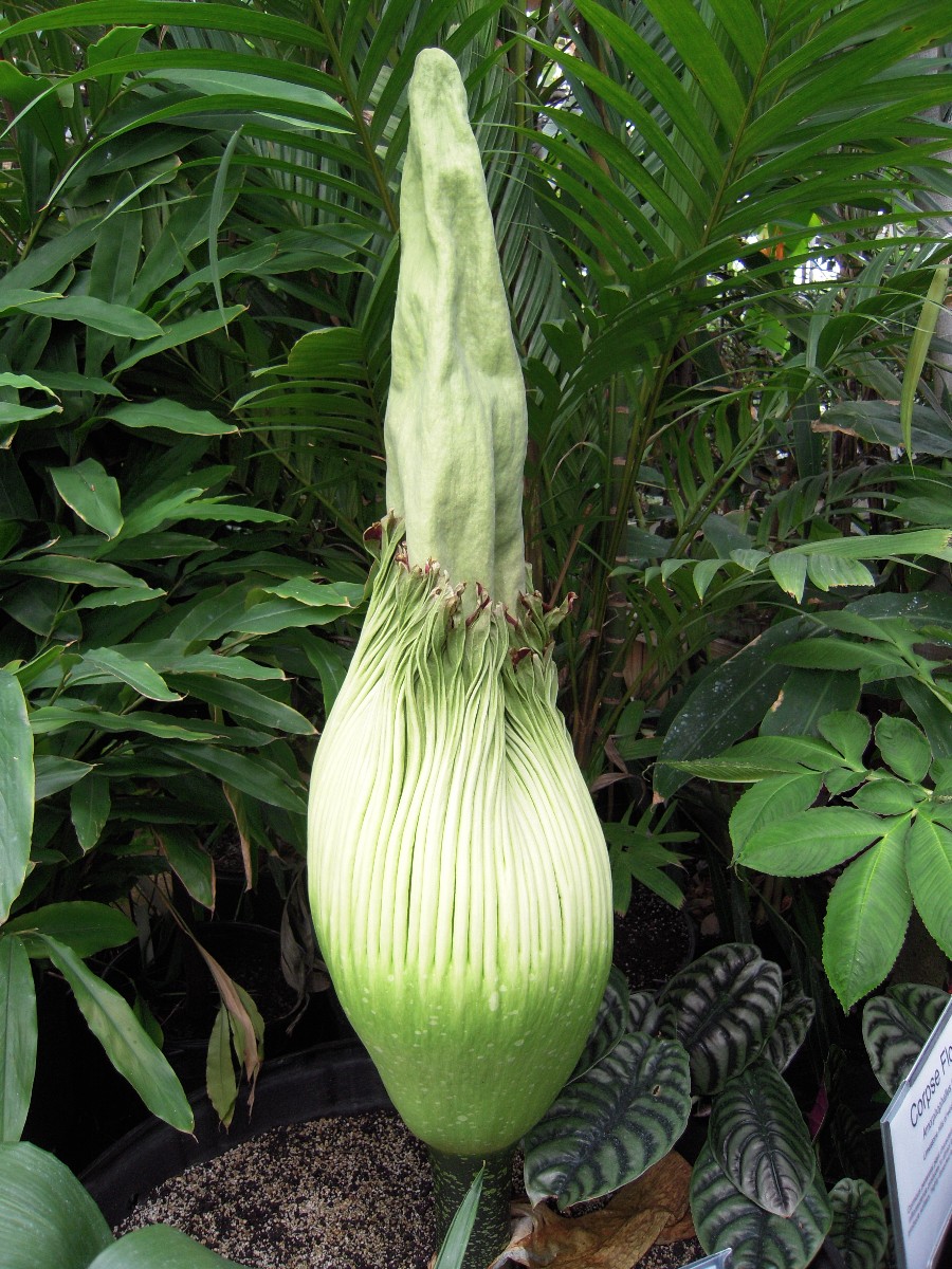 Corpse Flower Photos