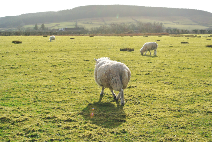 Isle of Arran and sheep